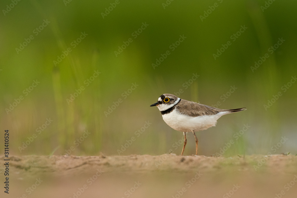 Little ringed plover, natural environment, shallow, close up, isolated, Charadrius dubius Little ringed plover, natural environment, shallow, close up, isolated, Charadrius dubius