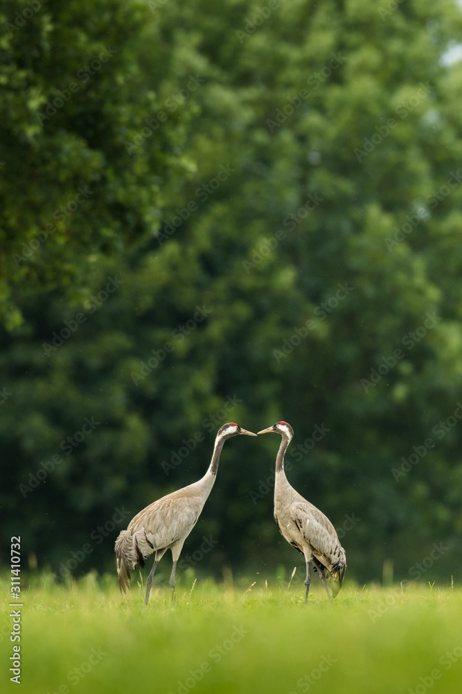 Common crane in the natural environment, wildlife, wild animal, pair, Europe, Grus grus Common crane in the natural environment, wildlife, wild animal, pair, Europe, Grus grus