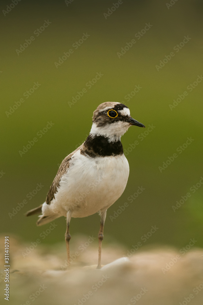 Little ringed plover, natural environment, shallow, close up, isolated, Charadrius dubius Little ringed plover, natural environment, shallow, close up, isolated, Charadrius dubius