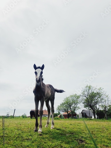 Foal