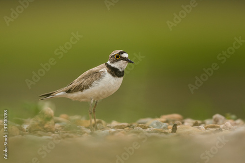 Little ringed plover, natural environment, shallow, close up, isolated,  Charadrius dubius