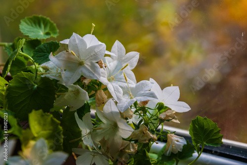 Beautiful Campanula isophylla flowers (Italian bellflower, star of Bethlehem, falling stars and trailing campanula) photo