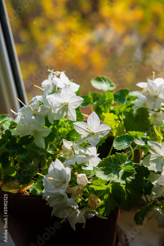 Beautiful Campanula isophylla flowers (Italian bellflower, star of Bethlehem, falling stars and trailing campanula) photo