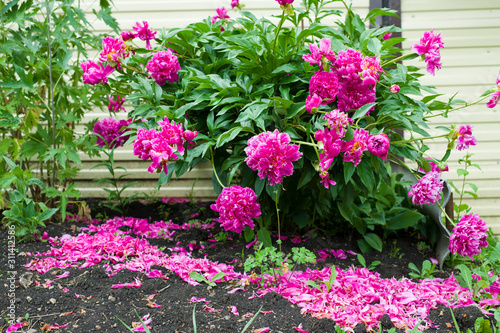 Fototapeta Naklejka Na Ścianę i Meble -  Petals Of Pink Flowers Falling To The Ground. Beautifully Flowering Peony Bushes. Magenta Color. Close-Up.
