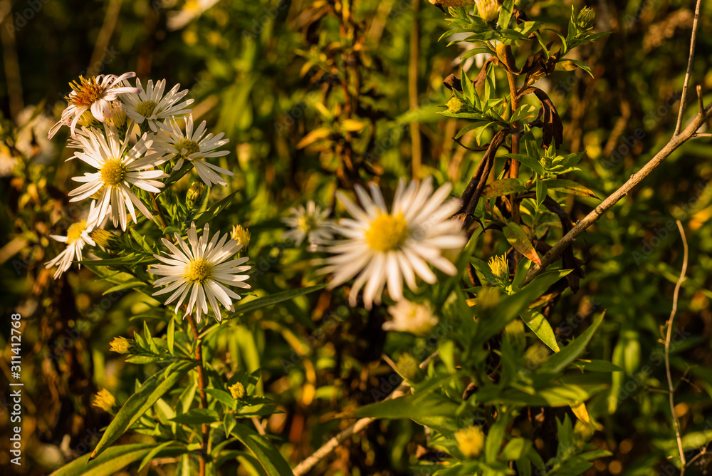 Daisy Flower on a Meadow, Autumn, colorful, many daisy flowers, nice bokeh Daisy Flower on a Meadow, Autumn, colorful, many daisy flowers, nice bokeh