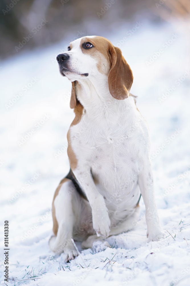 Adorable tricoloured Beagle dog sitting on a snow in winter