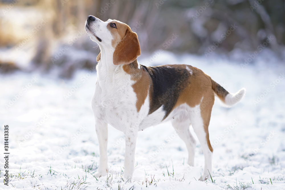 Adorable tricoloured Beagle dog staying on a snow in winter