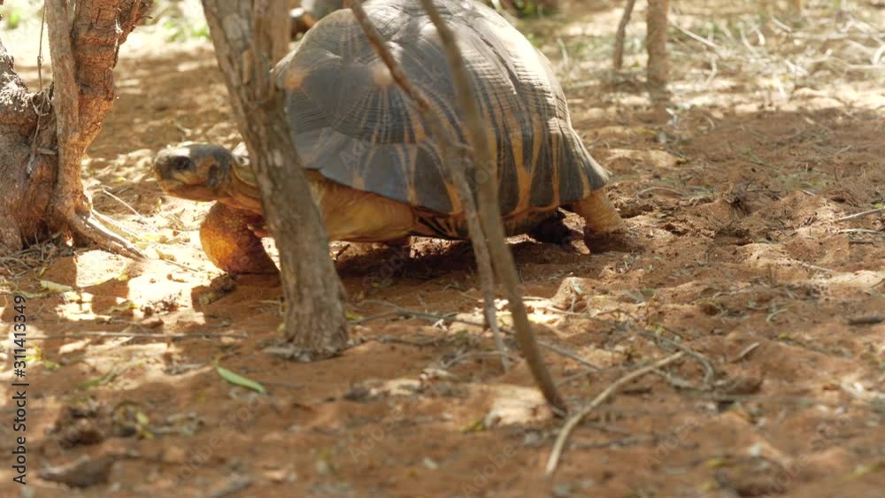 Radiated tortoise - Astrochelys radiata - critically endangered turtle species, endemic to Madagascar, walking between small bushes on dusty ground Radiated tortoise - Astrochelys radiata - critically endangered turtle species, endemic to Madagascar, walking between small bushes on dusty ground
