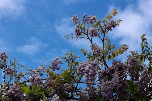 Wisteria flowers against the blue spring sky
