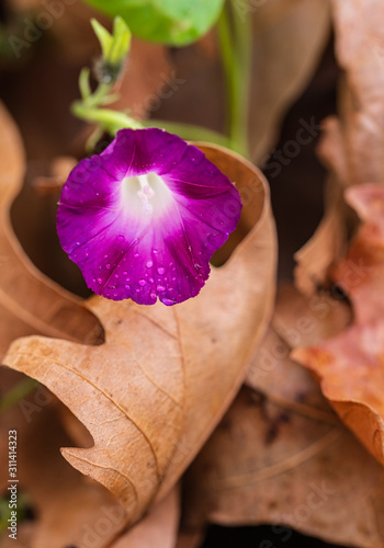 Close-up image of morning glory. Dried leaves on the background. Water drops ...