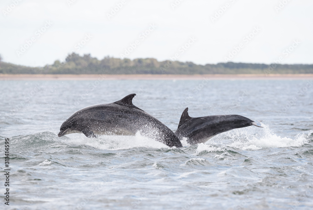Fototapeta premium Jumping dolphins