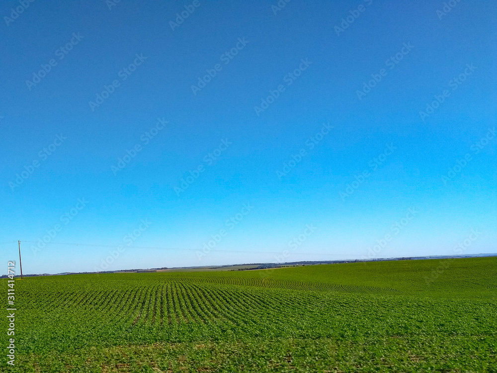 green field of soybean plantation with blue sky