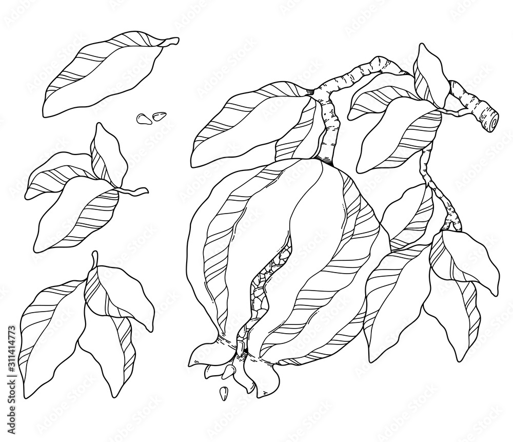 vector illustration pomegranate ink pen drawing vector illustration pomegranate ink pen drawing