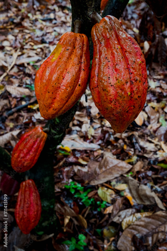 cacao cacao