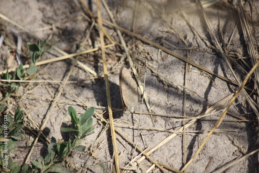 close-up of a cow-eye butterfly sitting on a leaf of grass with folded wings.