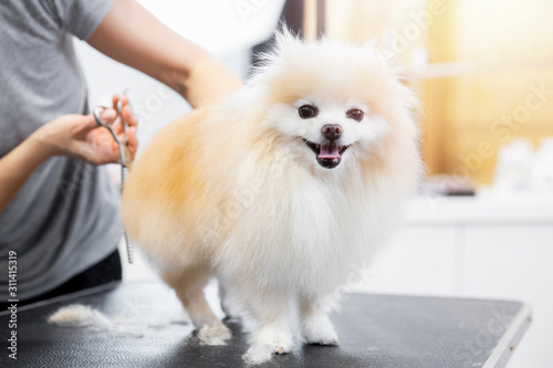 Bild auf Leinwand Master girl groomer shears small dog Pomeranian spitz with scissors in hairdress