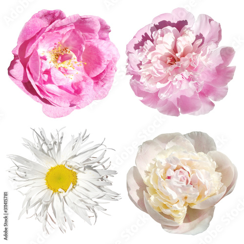 Set of chamomile, peonies and rose hips isolated on white background