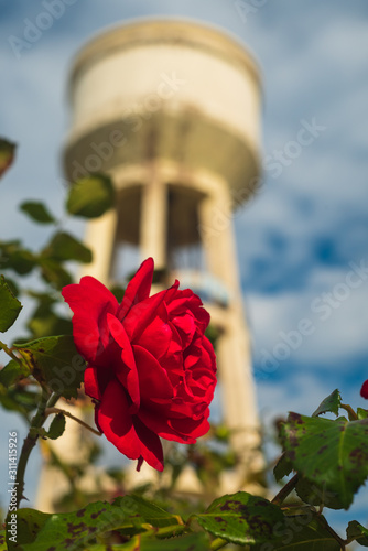Red roses in the garden. Water tower in the background.