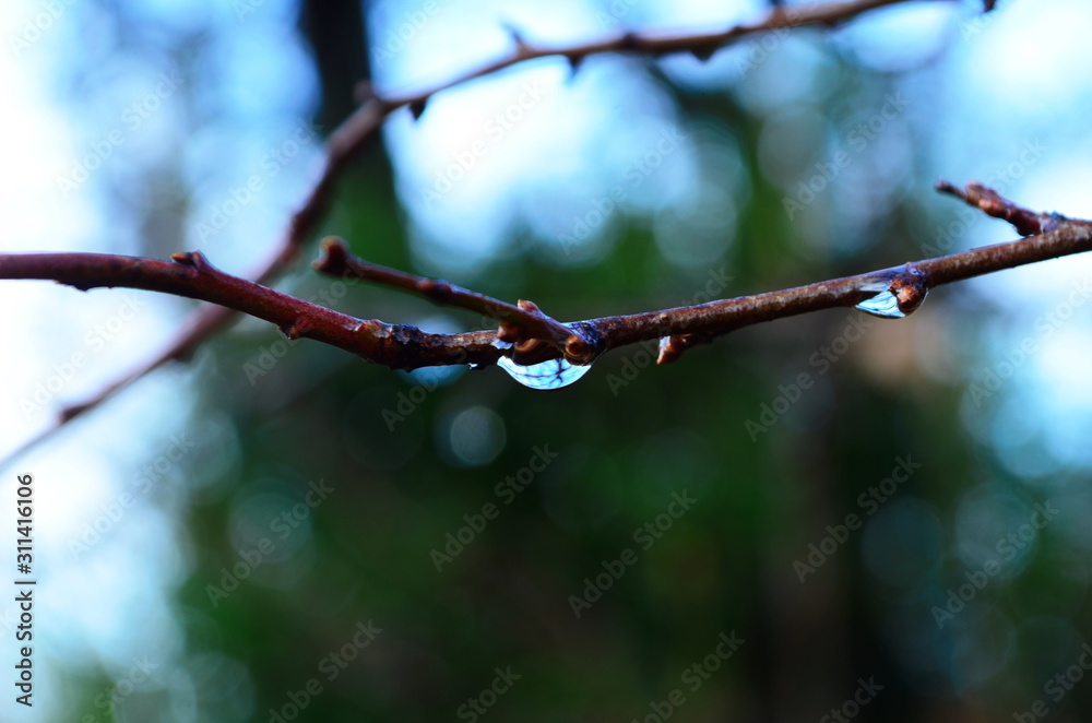 Dew on the brunch with buds among the plants. Drop of water on the bokeh background. Dew on the brunch with buds among the plants. Drop of water on the bokeh background.