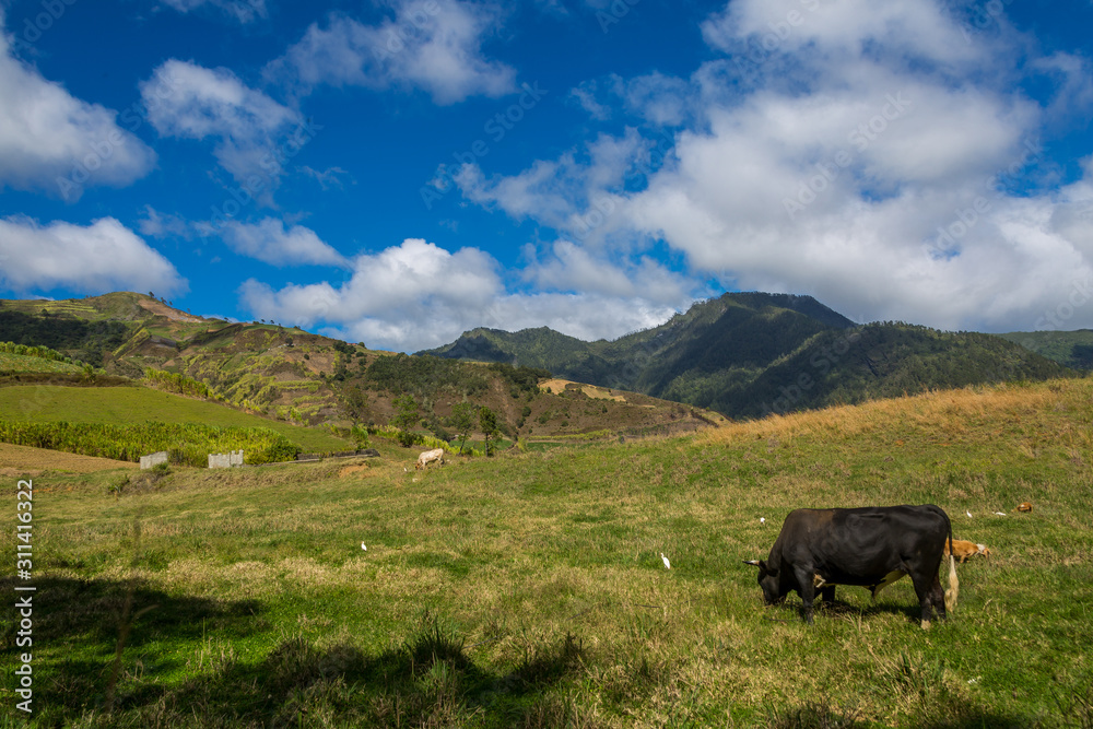 dramatic landscape of a farm in the caribbean mountains with a bull and cow grazing in the dominican republic.