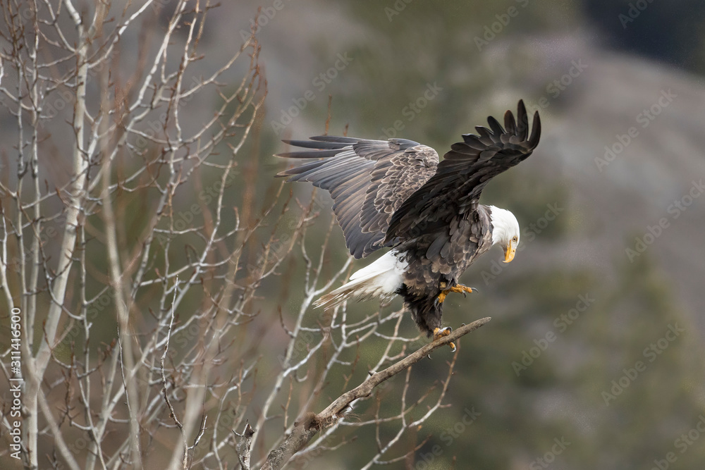 Obraz premium Eagle flapping wings to reposition itself.