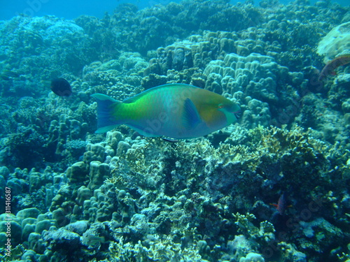 Unidentified parrotfish being cleaned by a cleaner wrasse  Red Sea  Marsa Alam  Egypt