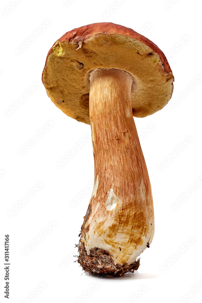 big boletus edulis isolated on white background close up big boletus edulis isolated on white background close up