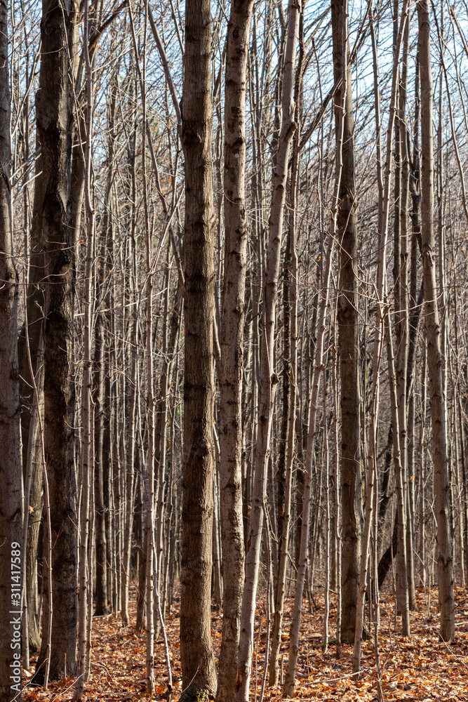 Dense tree trunks in winter forest