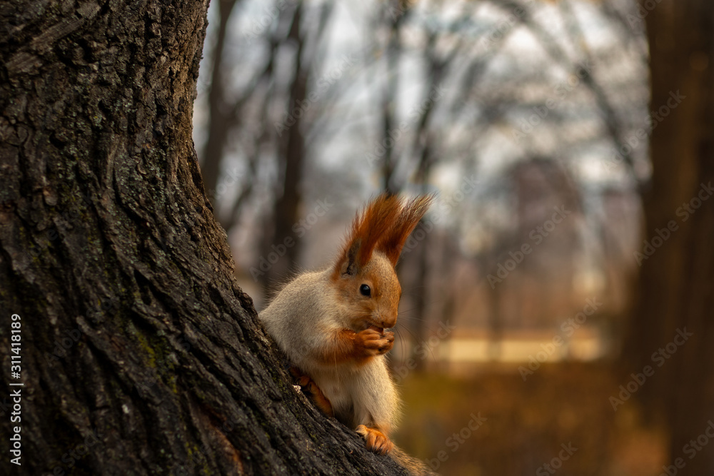 Squirrel. A squirrel in a winter fur coat sits on a tree and eats a nut. In the background are blurry autumn trees. Close-up. Squirrel. A squirrel in a winter fur coat sits on a tree and eats a nut. In the background are blurry autumn trees. Close-up.