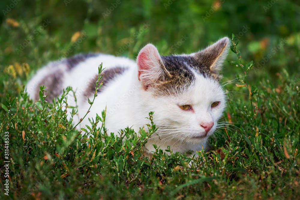 White spotted cat in the garden among green grass_
