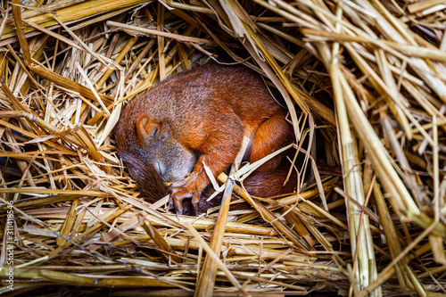 Baby squrell slepping in a nest made of straw