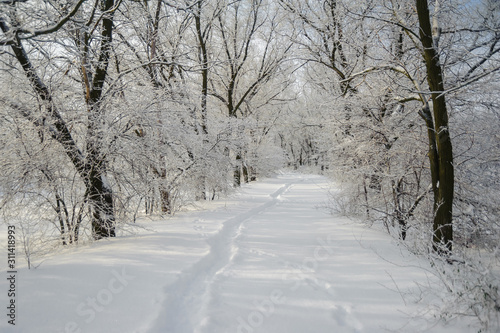 A path in the snow among forest trees.