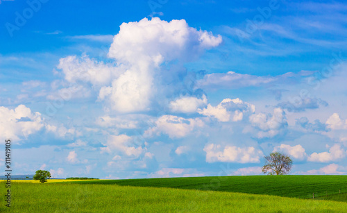 Field with green grass and high blue sky with white scenic clouds, spring and summer background_