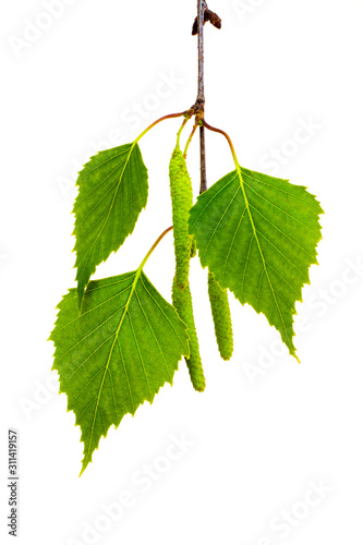 Birch branch with green leaves and earrings on a white isolated background_