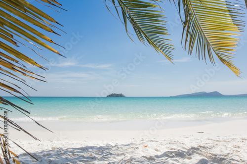 tropical beach with palm trees © korobka_dv