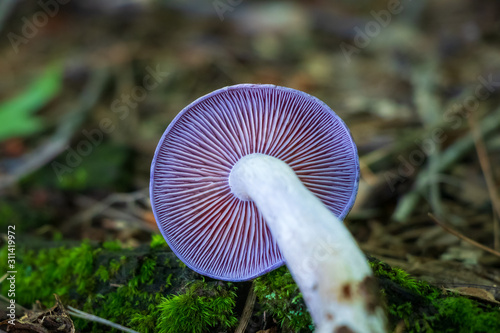 Close-up of purple mushroom gills (Cortinarius iodes)