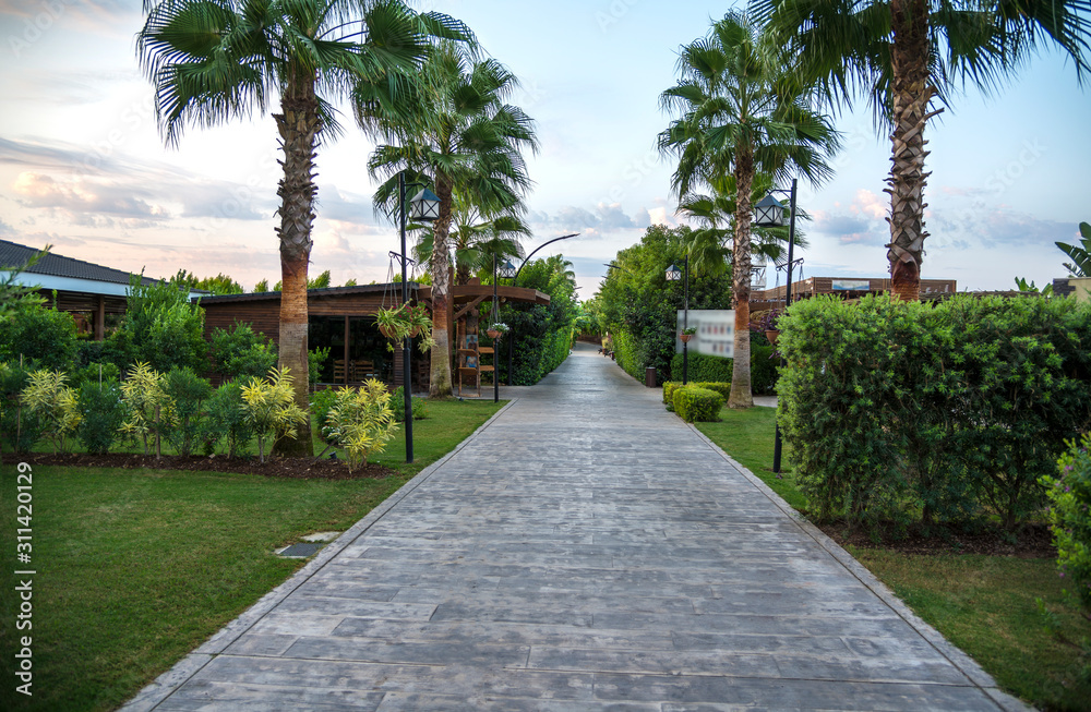 Palm alley in the summer resort for walking
