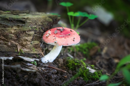 Pink russula mushroom growing in the forest