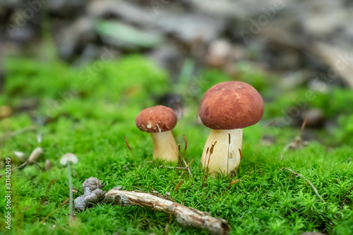 Bolete mushrooms growing in moss