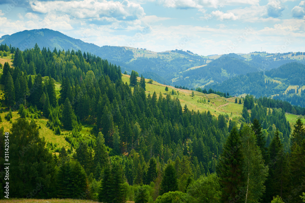 beautiful summer landscape, high spruces on hills, blue cloudy sky and wildflowers - travel destination scenic, carpathian mountains