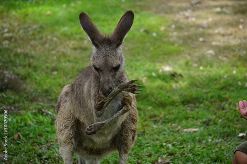 Licking kangaroo