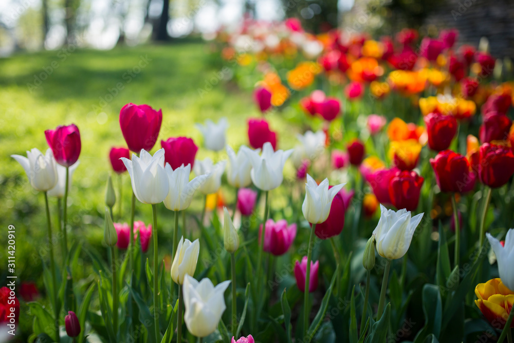 Fototapeta premium tulipan