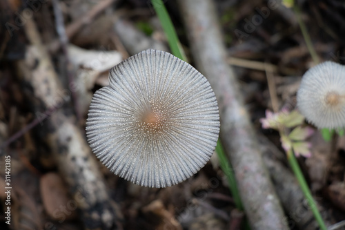 Coprinoid mushroom growing in leaf litter