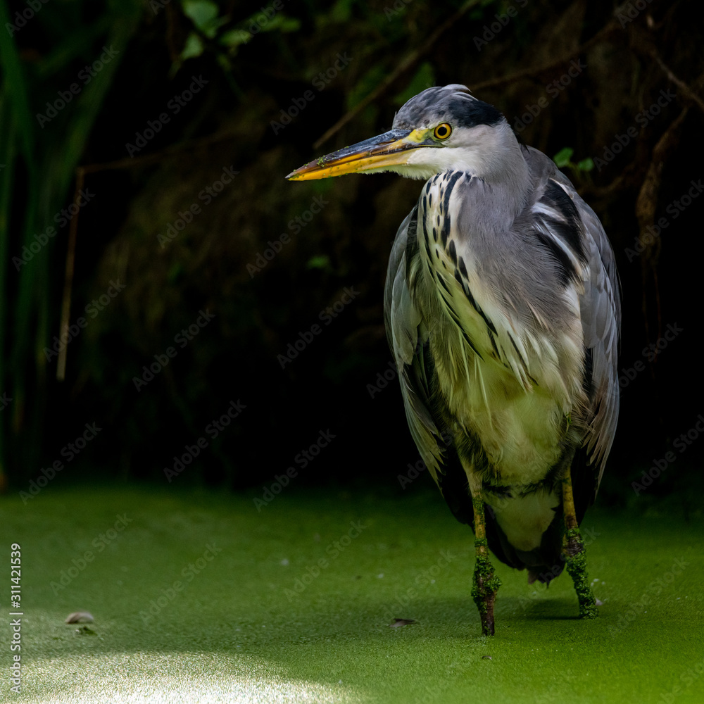 Fototapeta premium Grey heron standing upright in green water