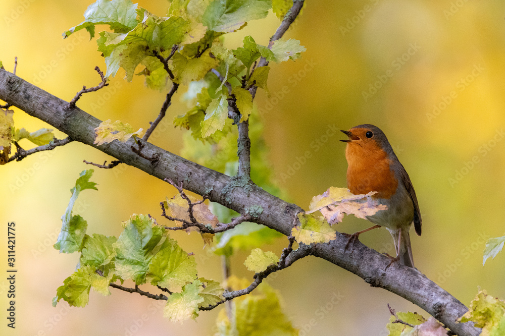 European robin singing, sitting on branch European robin singing, sitting on branch
