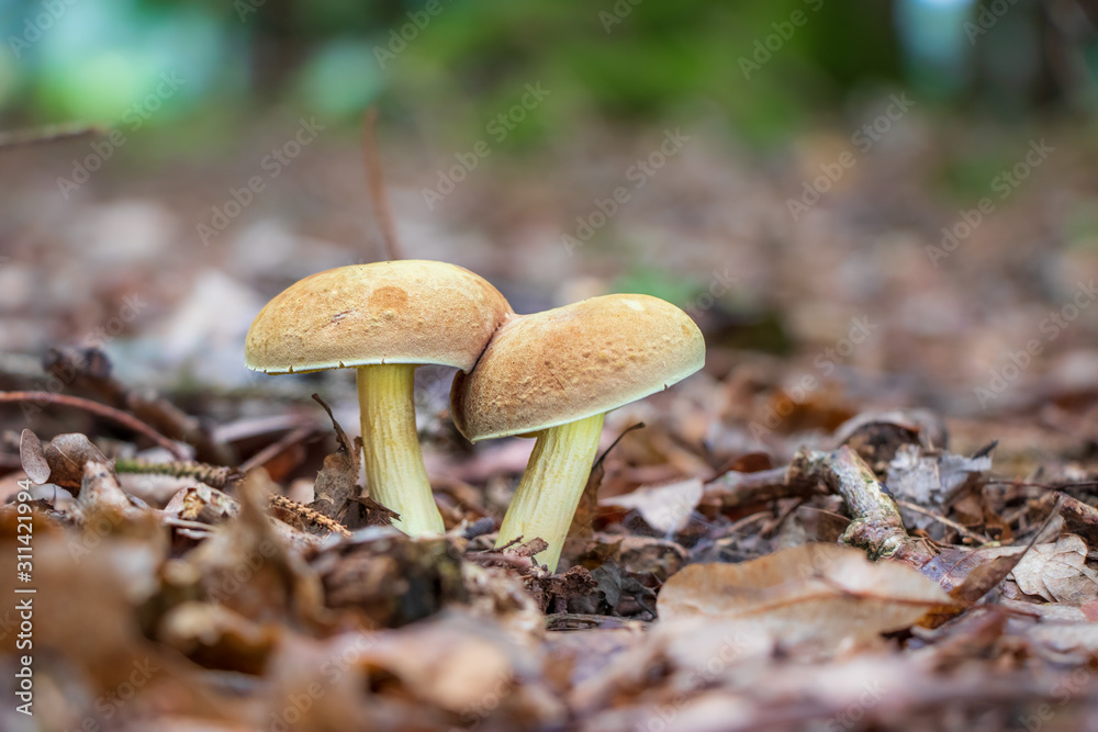 Suede bolete mushrooms (Xerocomus subtomentosus) growing in leaf litter