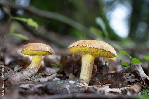 Suede bolete mushrooms (Xerocomus subtomentosus) growing in leaf litter