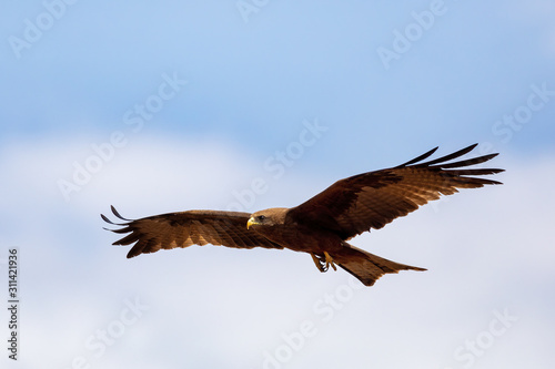 bird of prey Black kite flying against sky, Milvus migrans, Ethiopia safari wildlife