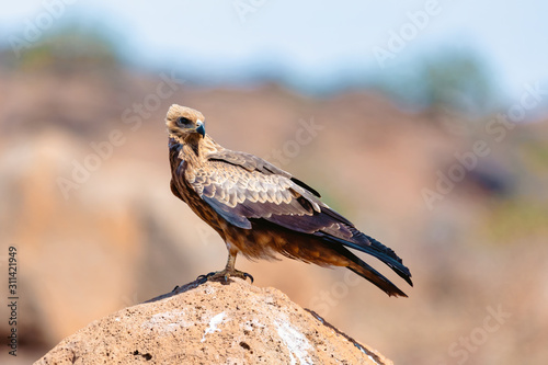 bird of prey Black kite sittings on rock, Milvus migrans, Ethiopia safari wildlife