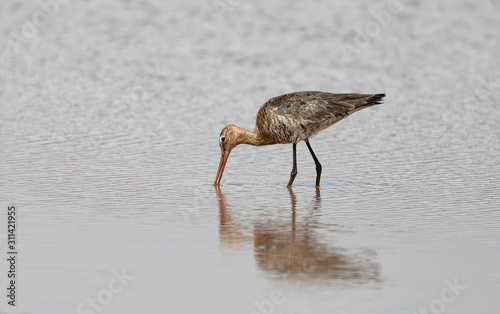 water Bird Whimbrel, Numenius phaeopus, wader in the large family Scolopacidae. Bahir Dar Ethiopia, Africa wildlife © ArtushFoto